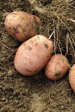Hướng dẫn kỹ thuật sản xuất khoai tây nguyên chủng