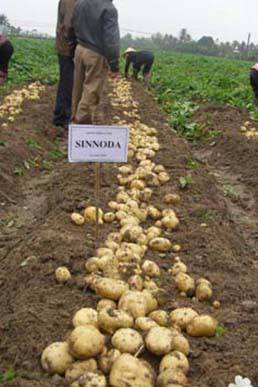 Giống khoai tây Sinora