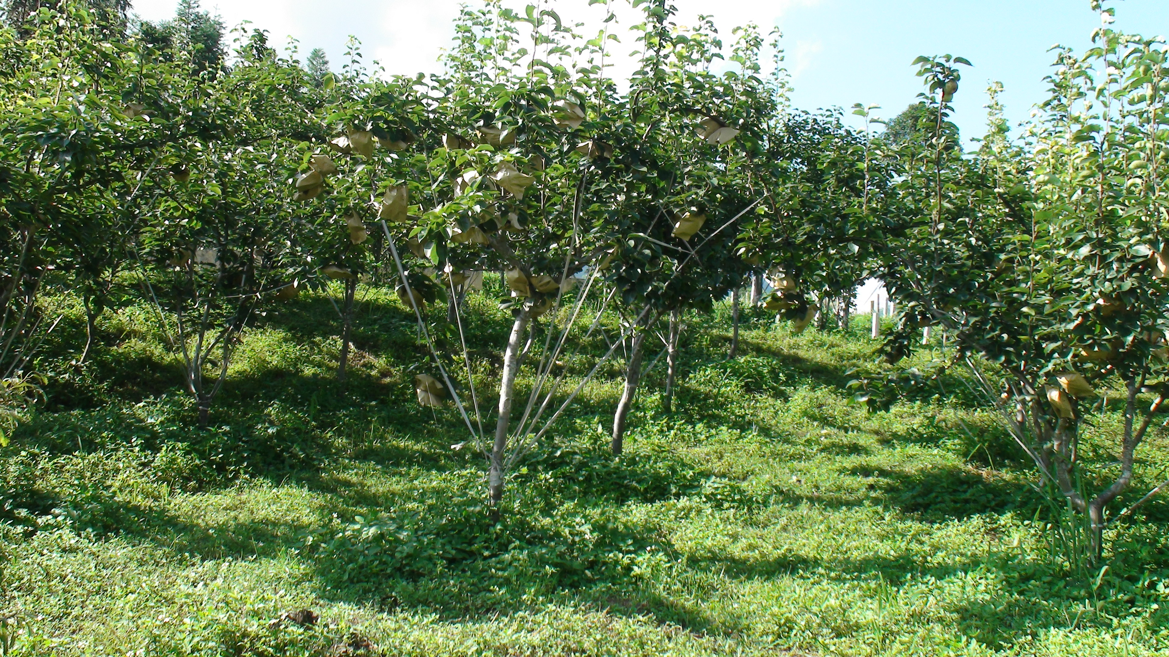 Trung tâm Giống Nông nghiệp tỉnh Lào Cai sản xuất cây giống ăn quả ôn đới  Thực hiện kế hoạch của Trung tâm Giống Nông nghiệp Lào Cai về việc sản xuất và cung ứng giống cây ăn quả ôn đới chất lượng cao năm 2019, ngay từ đầu năm Trung tâm đã chỉ đạo Trại nghiên cứu và sản xuất rau quả Bắc Hà chuẩn bị mọi điều kiện để sản xuất cây giống nhằm đảm bảo số lượng cũng như chất lượng. 	  Vườn cây Lê đầu dòng tại Trại nghiên cứu và sản xuất rau quả Bắc Hà  Năm 2019, Trại Bắc Hà được giao thực hiện sản xuất trên 20 vạn cây giống cây ăn quả ôn đới, gồm 10 vạn cây lê; 4 vạn cây đào; 7 vạn cây mận và 1 vạn cây hồng. Phương pháp nhân giống là ghép cành, cây gốc ghép là cây những loại cây bản địa sinh trưởng khỏe, thích nghi với điều kiện sinh thái vùng cao như gốc mắc cọoc lê, gốc đào chua...  Hiện tại Trại đang tập trung ra ngôi và chăm sóc cây gốc ghép, nhờ có khí hậu ấm, mưa ẩm nên cây gốc ghép sau trồng đạt tỷ lệ sống cao trên 95%. Hàng năm, việc gieo trồng cây gốc ghép thực hiện trong tháng 1 và 2 dương lịch, đến tháng 7,8 tiến hành ghép cây và đến tháng 11,12 cây đã đủ tiêu chuẩn xuất vườn. Cùng với việc gieo trồng cây gốc ghép thì Trại cũng quan tâm chăm sóc tốt các vườn cây đầu dòng ngay từ đầu năm nhằm khai thác tối đa mắt ghép để nhân giống.    	 Cán bộ Trại Bắc Hà kiểm tra sâu bệnh hại cây gốc ghép  	Nhằm phục vụ nhu cầu ngày càng cao về chất lượng cây giống, Trung tâm đã chỉ đạo Trại nghiên cứu và sản xuất rau quả Bắc Hà luôn tuân thủ nghiêm ngặt các quy định của cơ quan quản lý nhà nước về cây giống sản xuất, từ khâu lựa chọn gốc ghép, chăm sóc vườn cây đầu dòng, khai thác mắt ghép đảm bảo chất lượng. Trung tâm Giống Nông nghiệp đều định kỳ báo cáo Chi cục Trồng trọt và BVTV để kiểm tra, sau khi nghiệm thu tiêu chuẩn chất lượng cây giống đảm bảo quy định mới xuất vườn cung ứng cho bà con nông dân.
