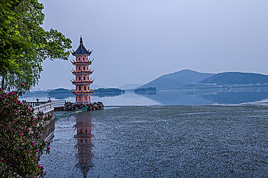 bạch thủ lô tô