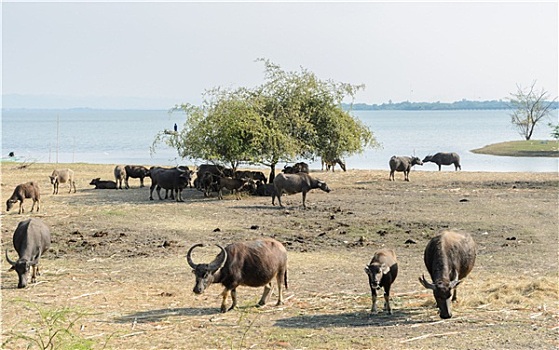 sổ kq