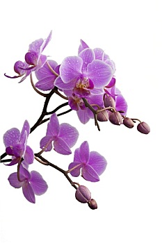 soi cau an thong