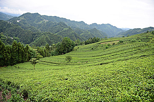 bạch thủ đề miễn phí