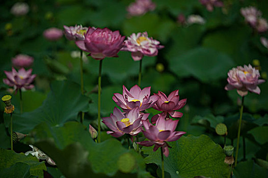 soi cau xs 3 mien