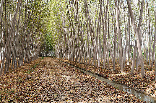 soi cầu thuận vũ