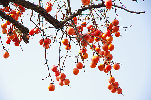 soi sô lô đê bach thu