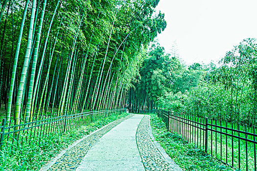 cau bachthu mienbac