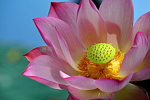 lo bach thu khung 3