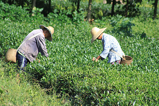 dự đoán xổ số gia lai hôm nay