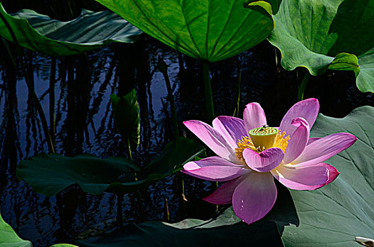 cầu soi miền bắc