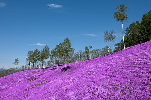 xổ số cà mau tuần rồi