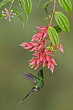 bachthu mienbac