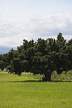 soi cau 286