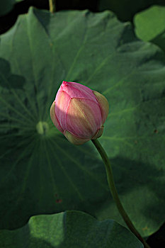 xo thu mn