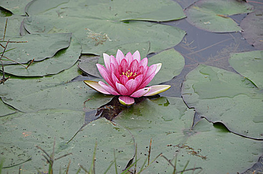 soi cau xo so dong nai