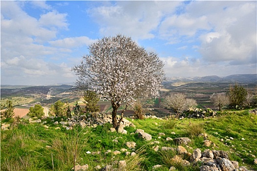 rong bach kim mien bac