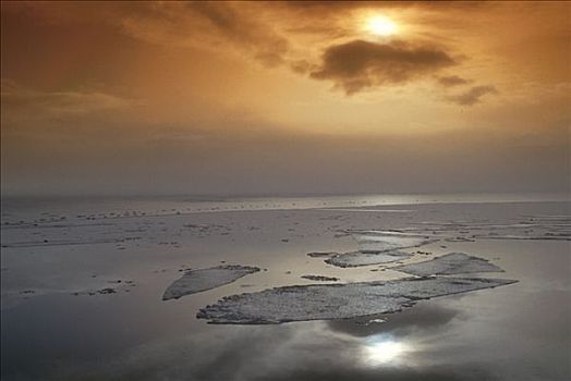 cầu bạch thủ miền bắc