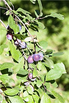 tỷ lệ ăn lô