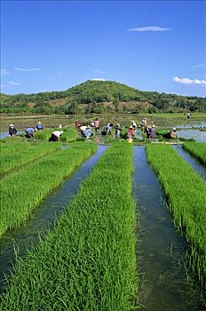 xổ số cần thơ
