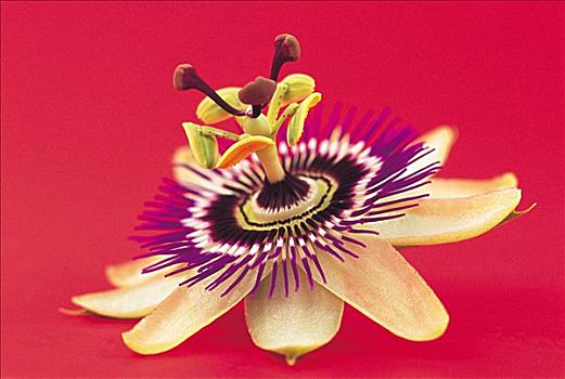 soi cầu miễn phí miền bắc