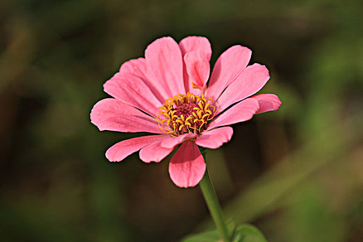 soi cầu nét