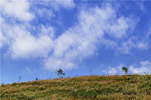 dự đoán bạch thủ lô