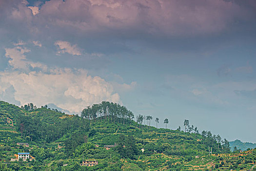 rong bach kim hai nhay