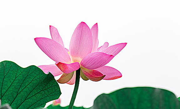 bạch thủ đề vip