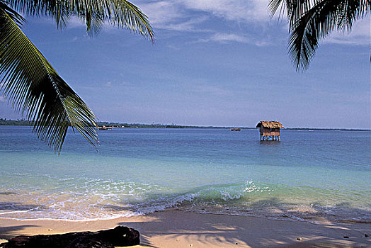 soi cau 2 nhay rong bach kim