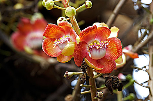 soi cau mn minh ngoc