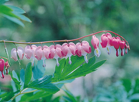 bạch thủ lô khung 3 ngày miễn phí