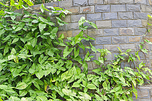 xổ số thần tài
